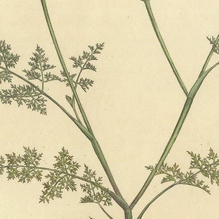 Antique Botany Print of Scandix Pecten-Veneris by Curtis 'circa 1817', close-up 2