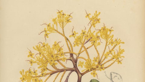 Original Antique Botanical Chromolithograph of Yellow Saraca, c.1880, close-up 2