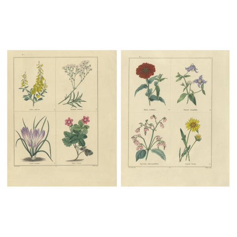 Pair of Hand-Colored Botanical Engravings of Garden Flowers, London 1828