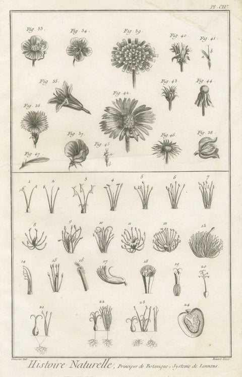 Pair of Antique Botanical Engravings, Tournefort & Linnæus Systems, ca. 1770, close-up 1