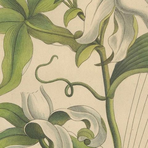 Antique Vanilla Botanical Print, Vanilla Aromatica, Hand Colored, c.1831, close-up 5