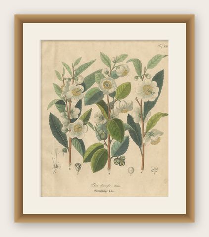 Antique Botanical Print of Thea Chinensis, Hand Colored, c.1831, shown framed