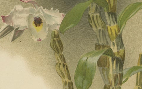 Large Antique Botanical Print, Orchid Dendrobium Melanodiscus, c.1888, close-up 3
