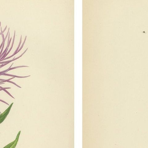 Antique Botanical Wall Art Pair, Purple Knapweed & Bitterroot, London 1874, close-up 1