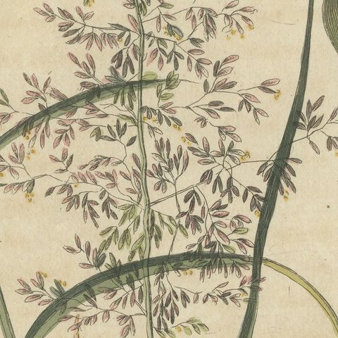Two Grasses with Flower Details, Antique Bertuch Print, circa 1818, close-up 1