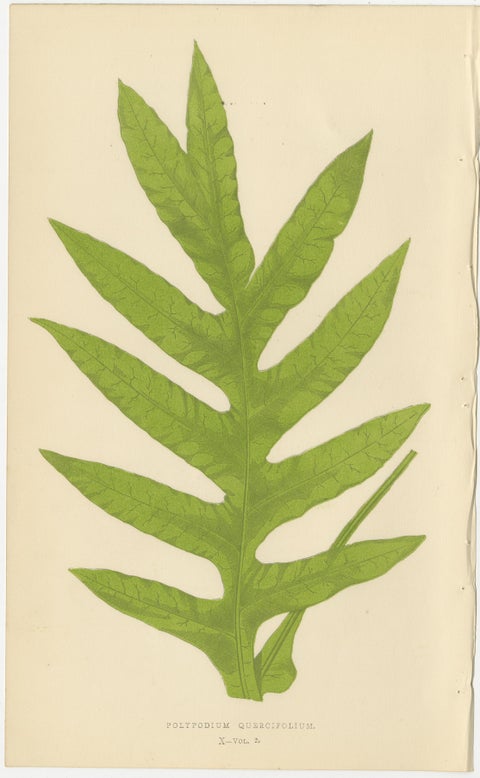 Victorian Exotic Fern Lithograph Portfolio by E.J. Lowe, 1856, Set of 6, view 5