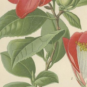 Botanical Elegance: A Triptych of 19th-Century Floral Art, 1896, close-up 5