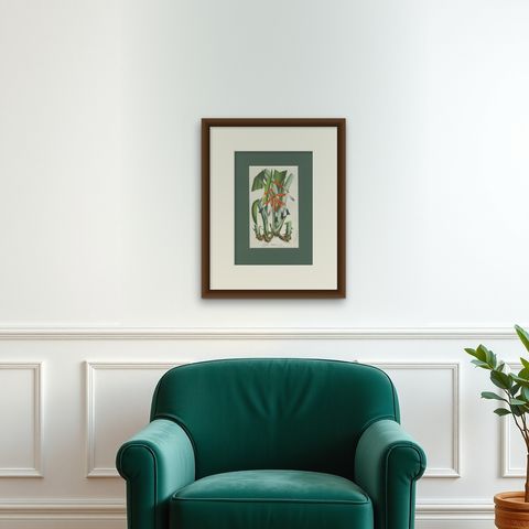 Billbergia liboniana, A Rare 19th-Century Botanical Illustration by van Houten, shown framed on a wall, true to size