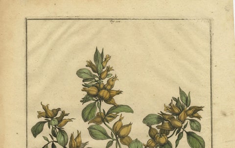 Botanical Illustration of Spanish Kidney Vetch, from Munting’s 1696 Herbal, close-up 4