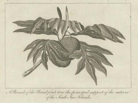 The Breadfruit Tree and Gorget: Symbols of Life and Leadership in the Pacific, close-up 4
