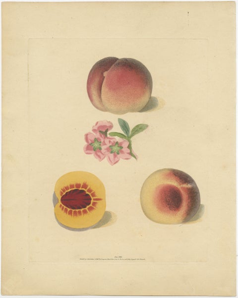 Set of Two Antique Prints of Various Peach Varieties, view 2