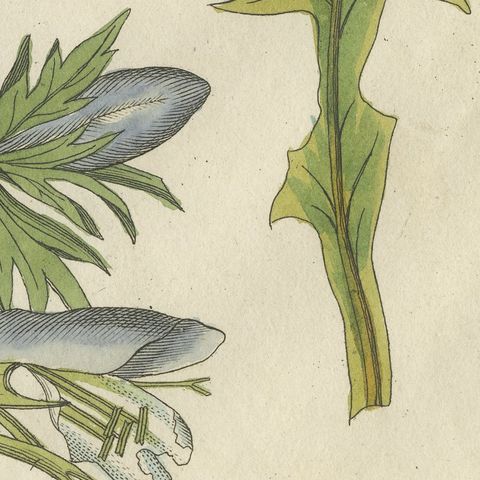 Acanthus Leaves, Classical Ornament Plant, Antique Bertuch Print, circa 1810, close-up 6