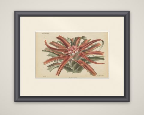Exotic Elegance: Silver Vase Plant in Vintage Chromolithographic Art, circa 1890, shown framed
