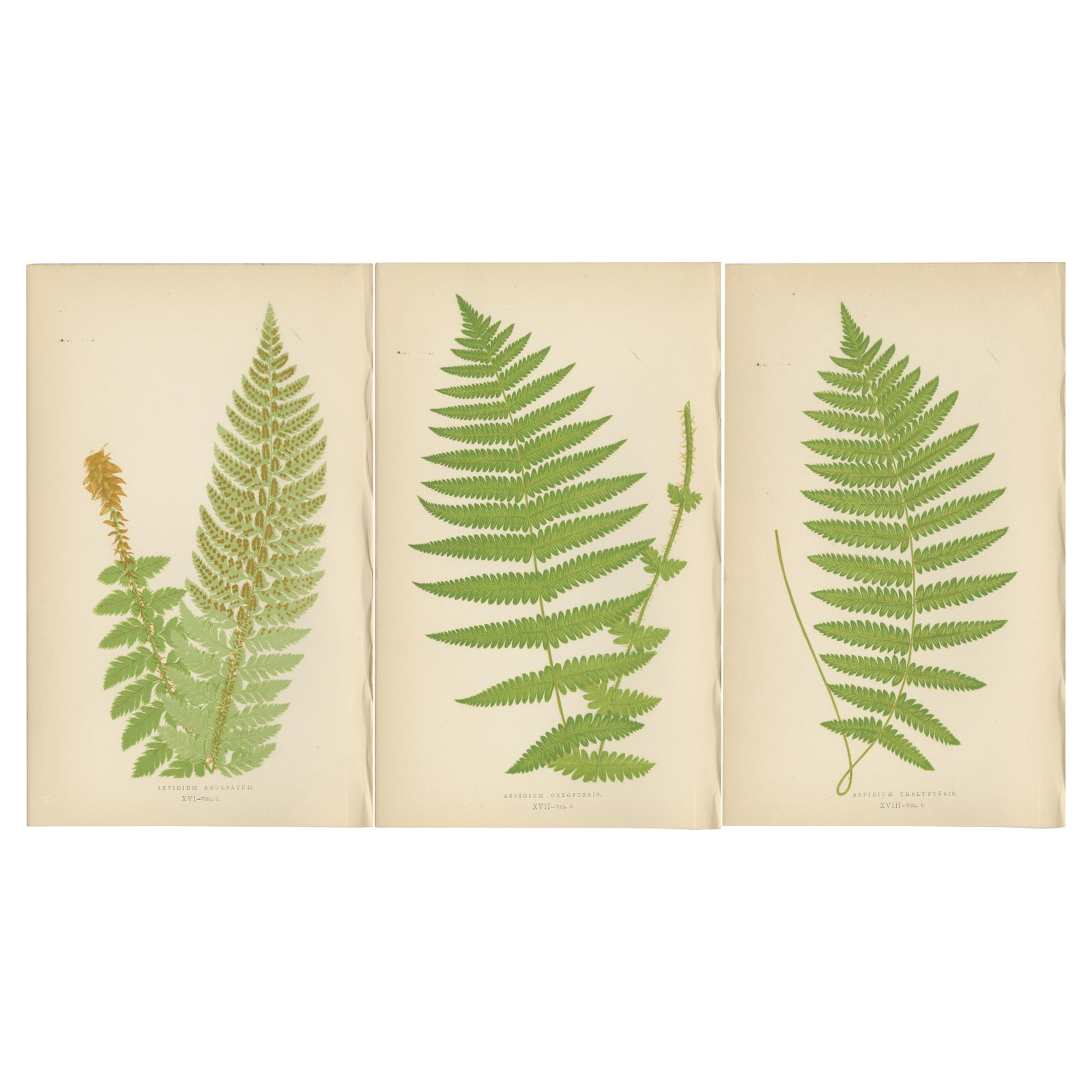 Antique Hand-Colored Fern Prints, Aspidium Aculeatum, Oreopteris & Thelypteris