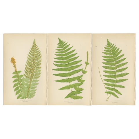 Antique Hand-Colored Fern Prints, Aspidium Aculeatum, Oreopteris & Thelypteris