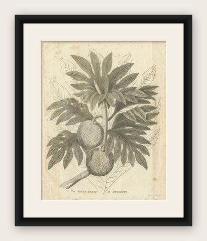 Antique Botanical Print of Breadfruit of Otaheite by Bryan Edwards, 1818, shown framed