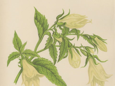 Alpine Botanical Print of Rock Soapwort and Nodding Bellflower, 1874, close-up 3