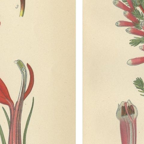 1897 Antique Botanical Prints, A Red Cardinal Flower and Wilmore's Heath, close-up 2