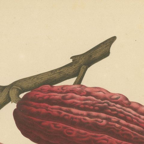 Original Antique Botanical Chromolithograph of Cacao Tree (Theobroma cacao) 1880, close-up 5