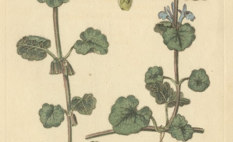 Antique Ground Ivy Botanical Engraving, Glechoma hederacea, 1805, close-up 3