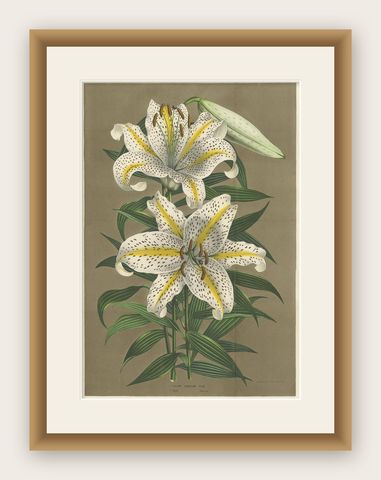 Antique Botany Print of the Lilium Auratum by Van Houtte, 'circa 1862', shown framed