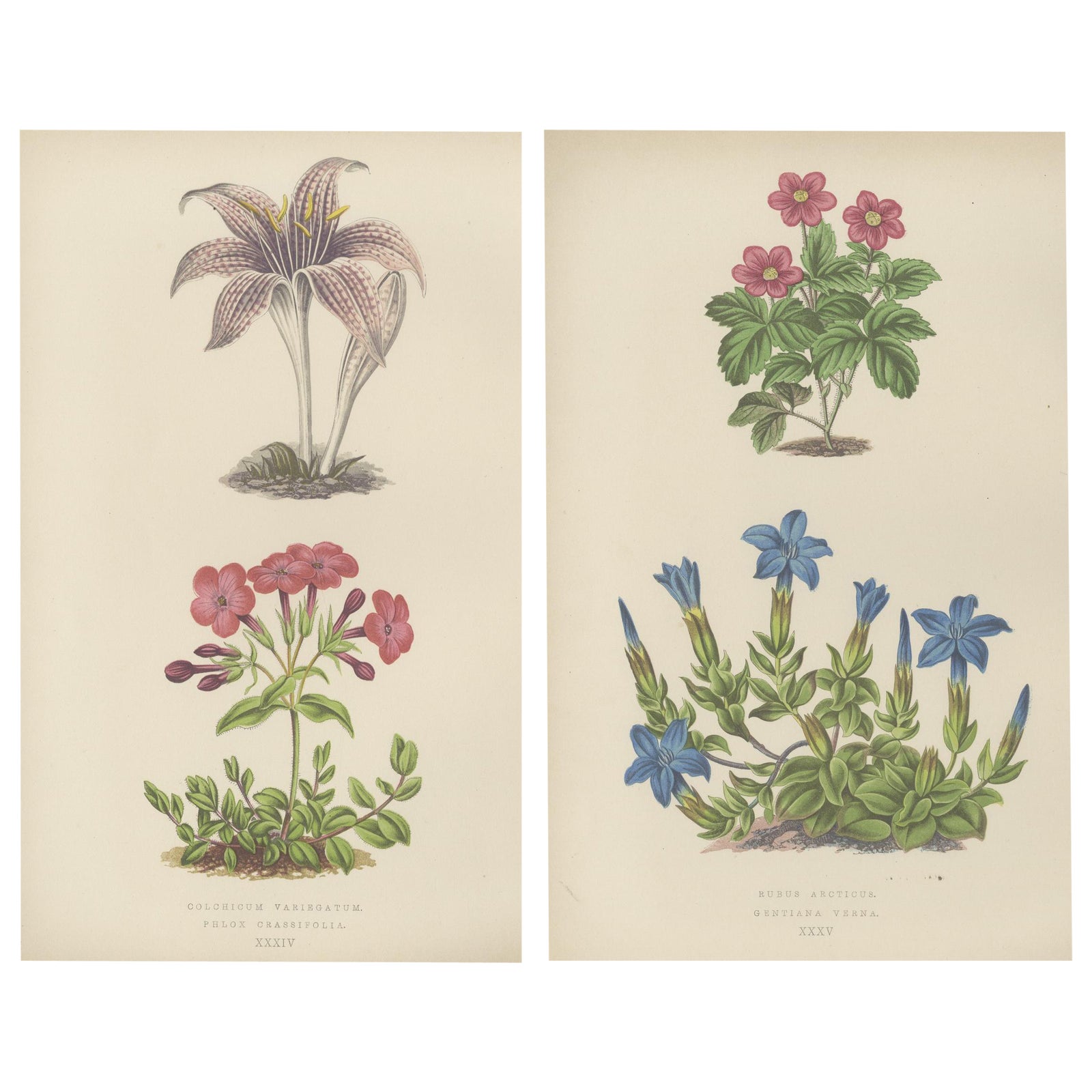 Alpine Botanical Lithograph Pair of Arctic Bramble and Spring Gentian, 1874