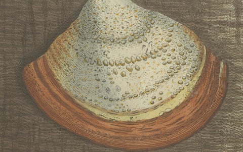 1805 Hand-Colored Engraving of Fungi Specimens from Bertuch’s Work, close-up 2