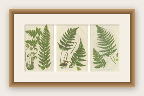 European Quillwort and Creeping Pillwort, Botanical Triptych, 1873, shown framed