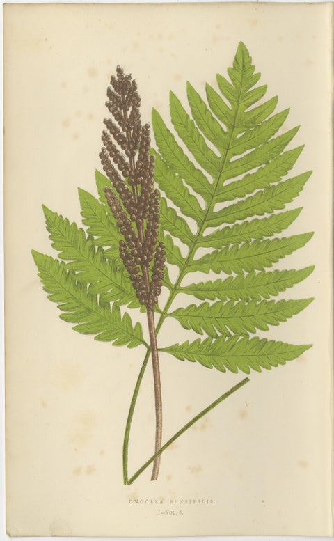 Antique Hand-Colored Fern Prints, Onoclea, Fadyenia, Cyclopeltis, 19th Century, view 2
