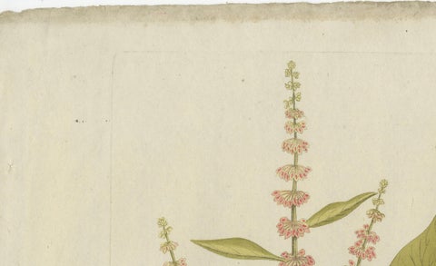 Broad-Leaved Dock, Medicinal Plant Engraving from Plenck, Vienna c.1788, close-up 1