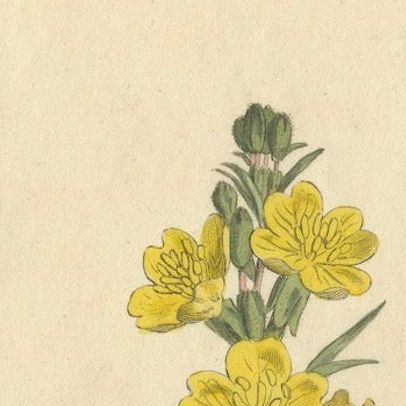 Botanical Engraving of Yellow Loosestrife (Lysimachia), Rare 1796 Floral Print, close-up 4