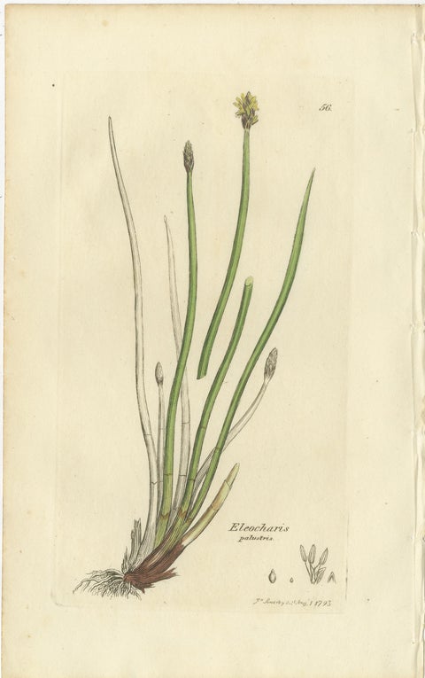 Set of 8 Antique Botanical Engravings of Sedges, Rushes and Wetland Plants, 1830, view 9