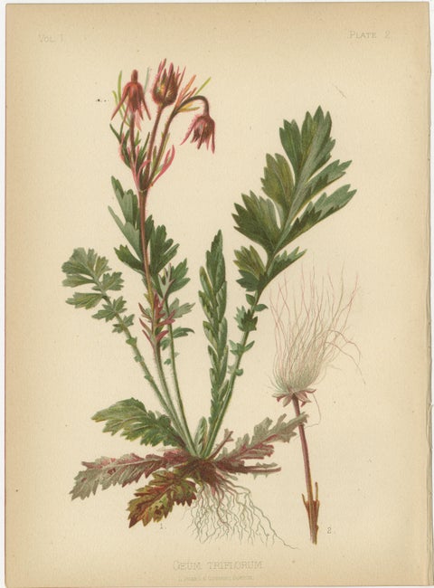 Native US Flora, Six Original Botanical Chromolithograps, 1879, view 3