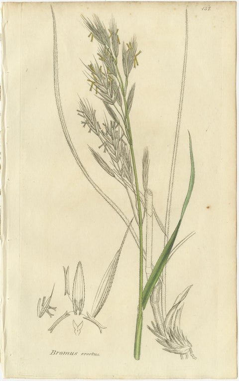 Set of 8 Antique Botanical Engravings of Bromus (Brome Grasses), c.1830, view 6