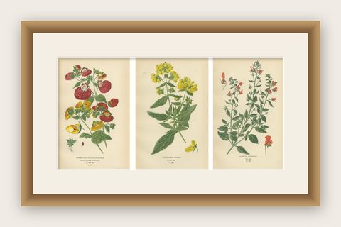 1897 Decorative Botanical Prints, Calceolaria Hybrida, Rugosa, and Alonsoa, shown framed
