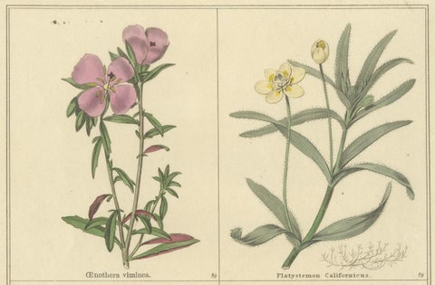 Antique Botanical Prints by B. Maund, Hand-Colored Pair, London c.1836, close-up 2