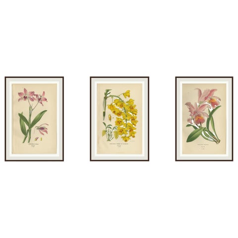 Set of 3 antique orchid lithographs, Dendrobium & Cattleya species, 1897
