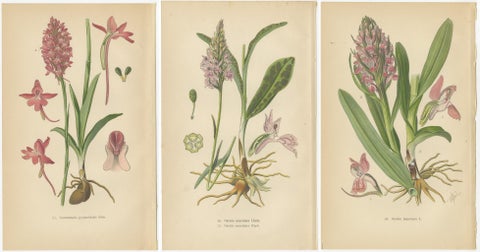 Orchids of Germany and Adjacent Regions: A Visual Archive, 1904, view 5