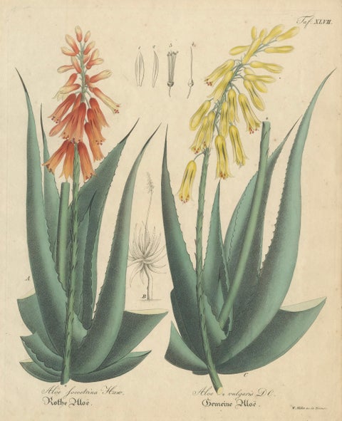 Antique Botanical Print of Aloe Socotrina & Aloe Vulgaris, c.1831, close-up 1