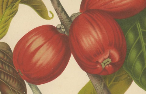 Antique Wax Apple Fruit Botanical Chromolithograph by Hoola van Nooten, c. 1880, close-up 3