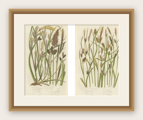 Hard Fern and Common Brake Fern Prints, Hand-Colored Botanical Engravings, 1873, shown framed