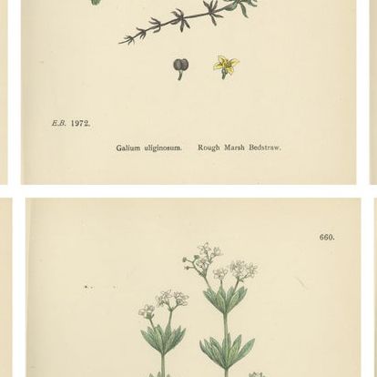 Set of 10 English Botanical Prints 1902, Galium & Asperula, Sowerby, close-up 2