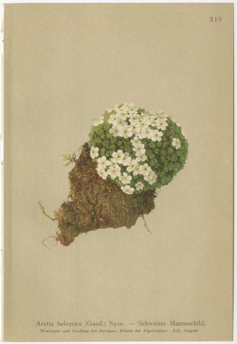 Alpine Botanical Prints Set of 5, Aretia & Douglasia, Antique Chromolithos, 1897, view 6