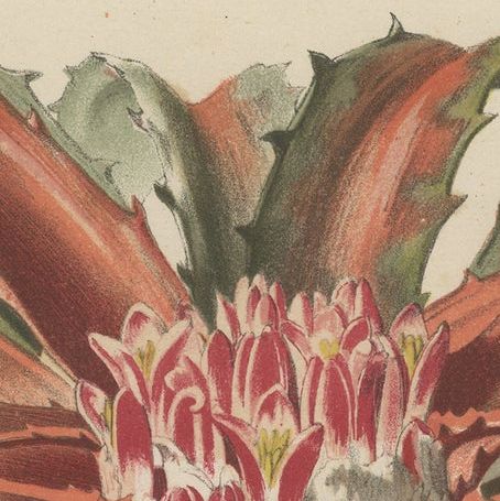 Exotic Elegance: Silver Vase Plant in Vintage Chromolithographic Art, circa 1890, close-up 4