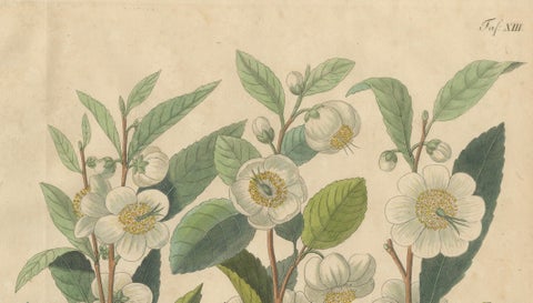 Antique Botanical Print of Thea Chinensis, Hand Colored, c.1831, close-up 1
