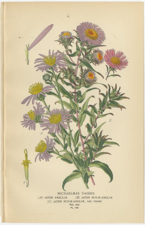 Antique Botanical Prints: Michaelmas Daisies, China Asters & New England Asters, view 4