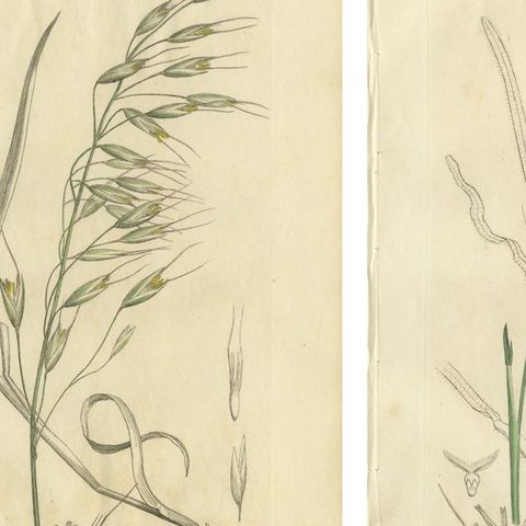 Set of 8 Antique Botanical Engravings of Avena, Arundo & Meadow Grasses, c.1830, close-up 1