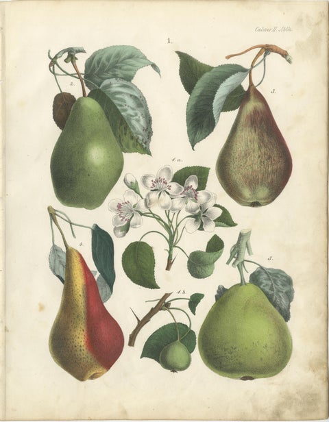 Antique Fruit Chromolithographs, Pears and Apples, Set of Six, Calwer 1854, view 2