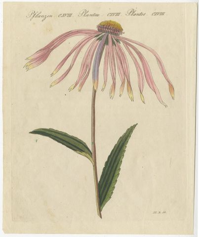 Purple Coneflower Echinacea, Antique Bertuch Print, circa 1810, view 2