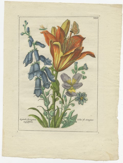 Old Botany Print of the Orange Lily & Digitalis Ferruginea Angustifolia, 1794, view 2